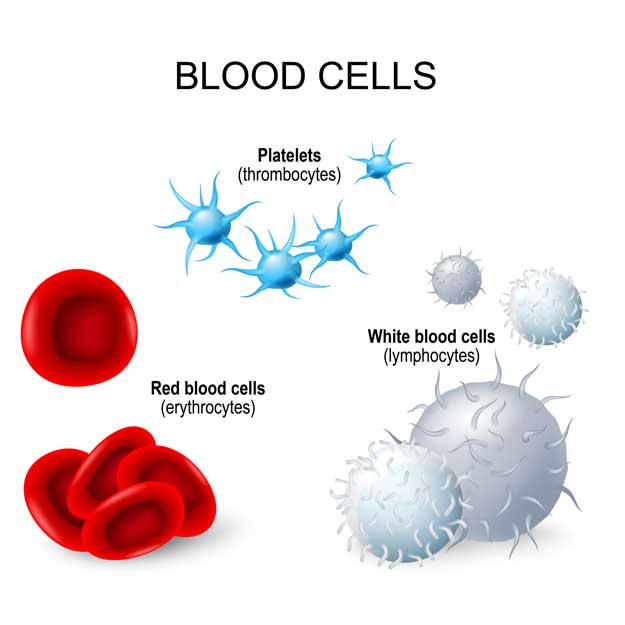 Blood Cell Infographic