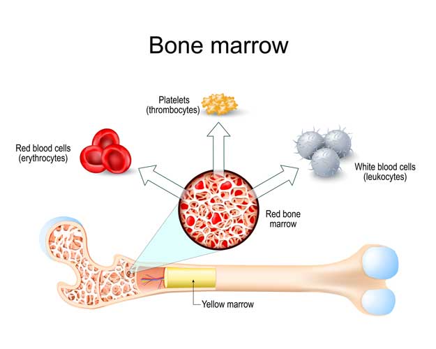 Bone marrow infographic